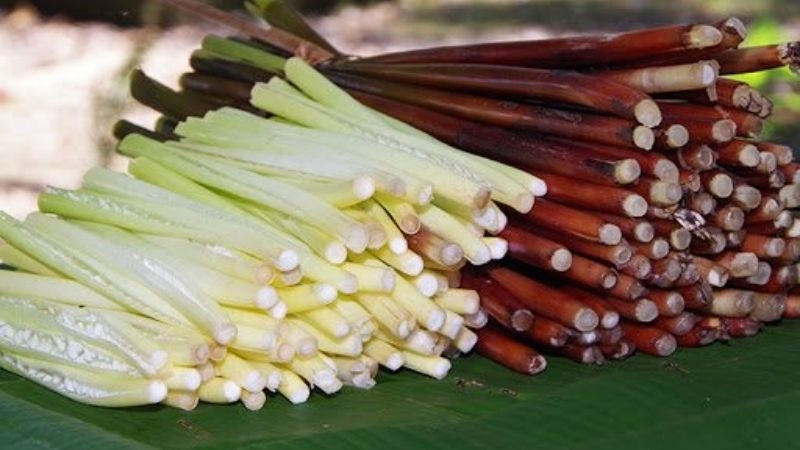 Năn bộp - “lộc trời” của nông dân miền Tây